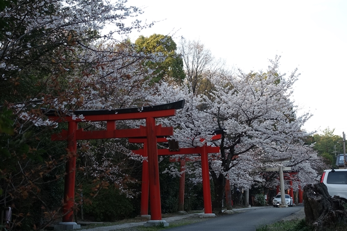 京都桜速報2018_09　No18