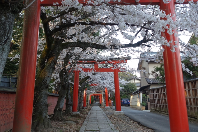 京都桜速報2018_09　No19