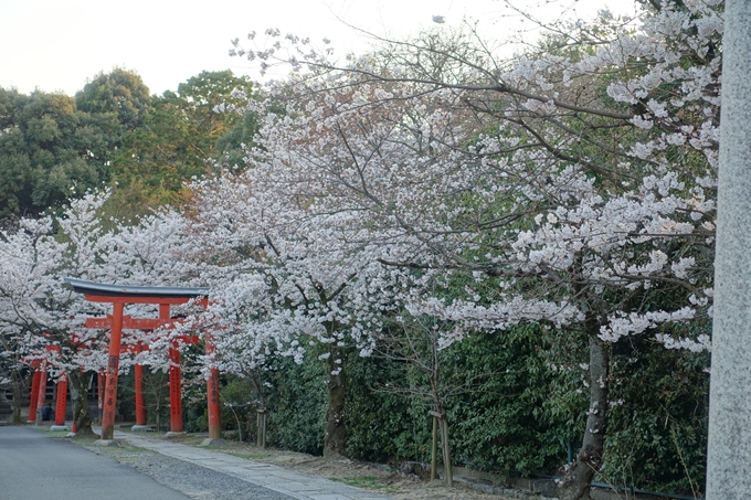 京都桜速報2018_09　No21