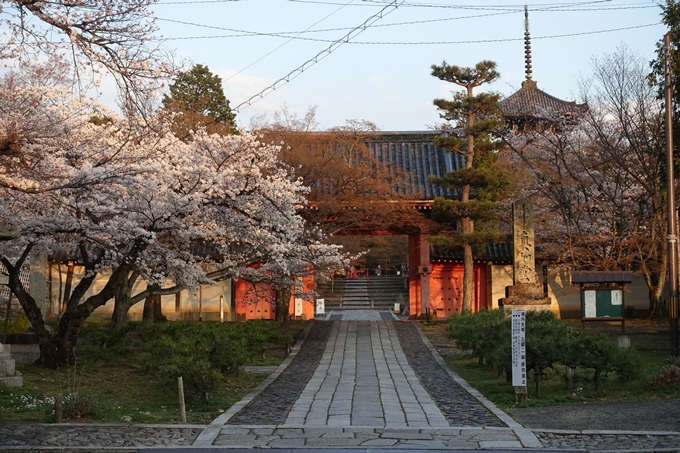 京都桜速報2018_09　No22