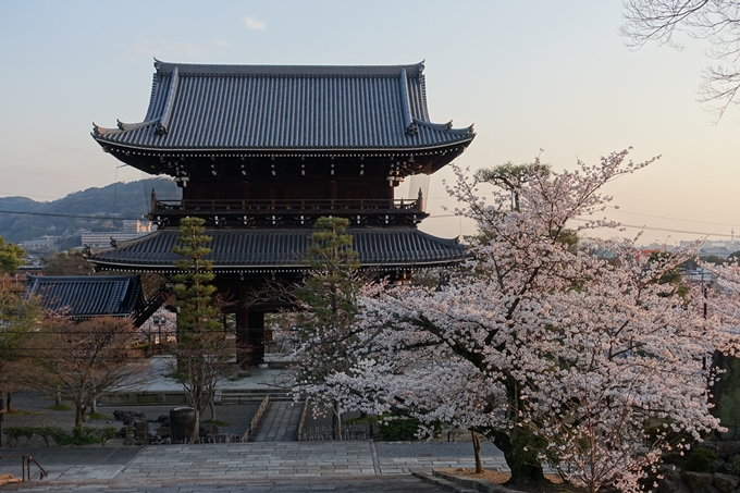 京都桜速報2018_09　No24