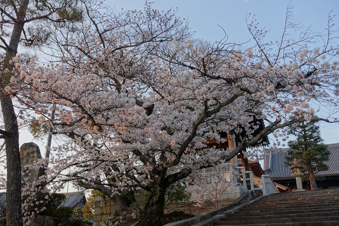 京都桜速報2018_09　No25