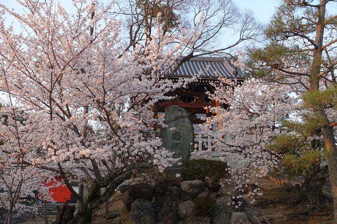 京都桜速報2018_09　No26