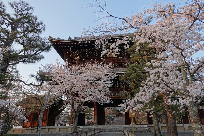 京都桜速報2018_09　No28