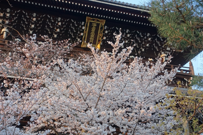 京都桜速報2018_09　No29