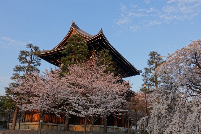 京都桜速報2018_09　No30