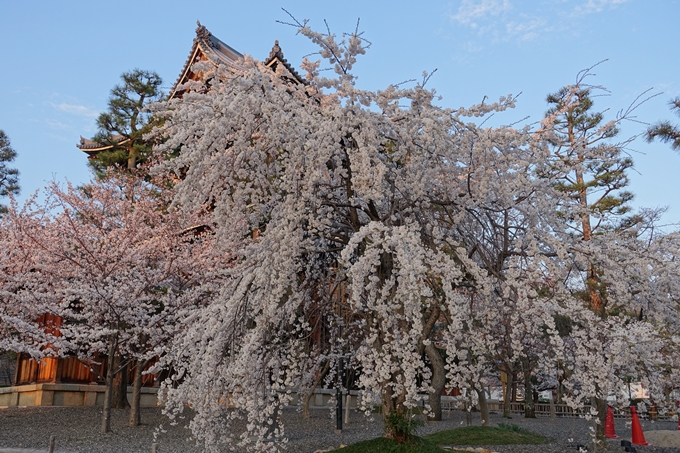 京都桜速報2018_09　No31