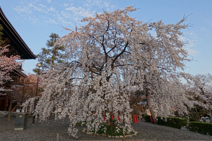 京都桜速報2018_09　No32