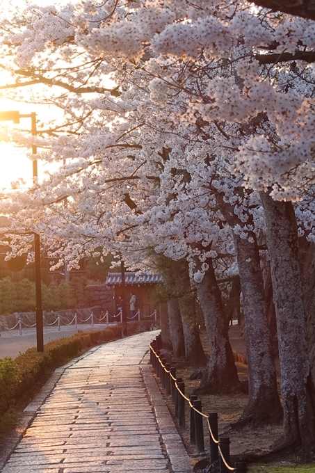 京都桜速報2018_09　No33