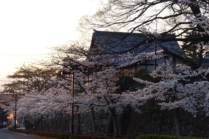 京都桜速報2018_09　No36