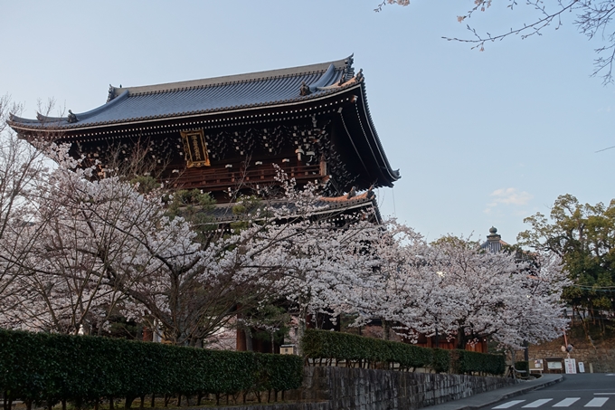 京都桜速報2018_09　No37