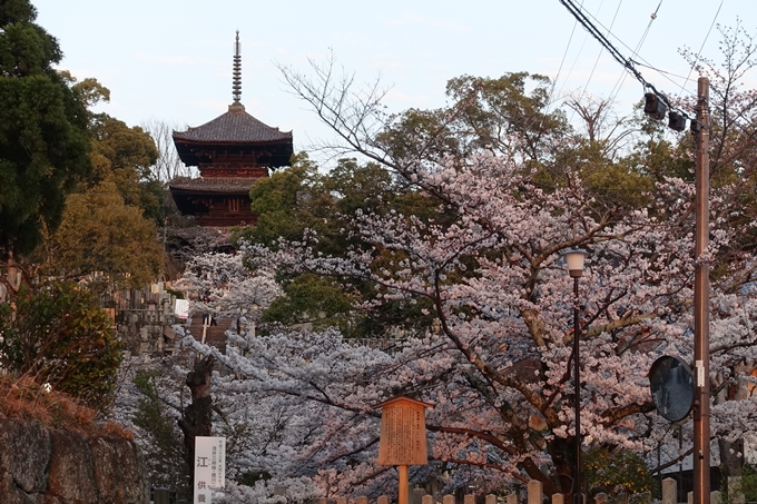 京都桜速報2018_09　No38