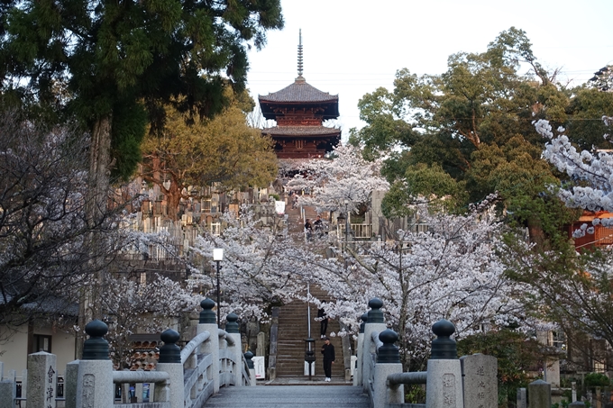 京都桜速報2018_09　No39