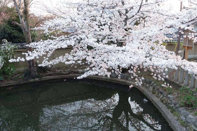 京都桜速報2018_09　No40