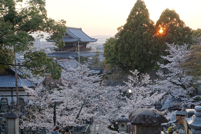 京都桜速報2018_09　No41