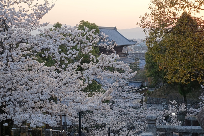 京都桜速報2018_09　No42