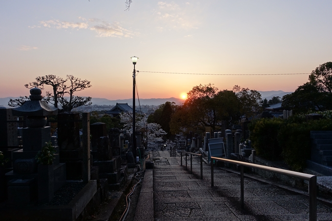 京都桜速報2018_09　No43