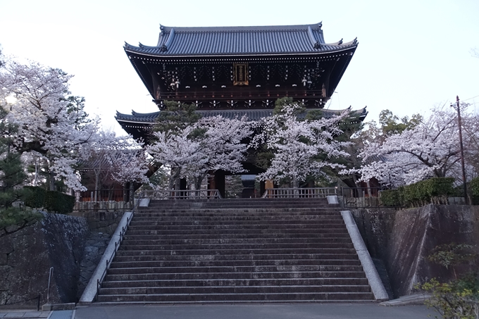 京都桜速報2018_09　No34