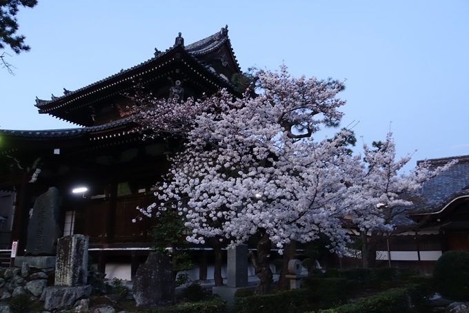 京都桜速報2018_09　No46