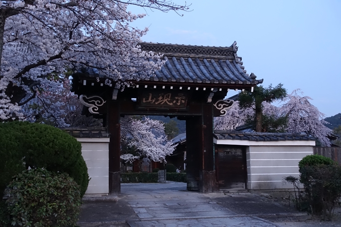 京都桜速報2018_09　No47