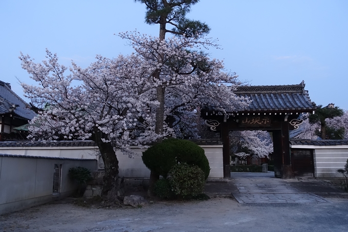 京都桜速報2018_09　No48