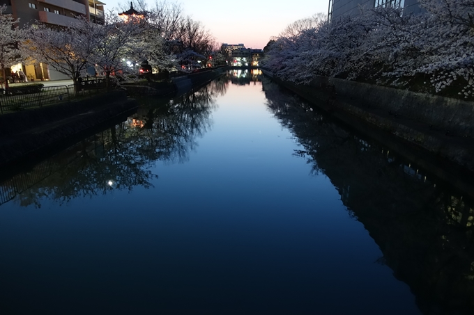 京都桜速報2018_09　No54