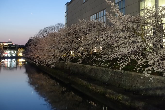 京都桜速報2018_09　No57