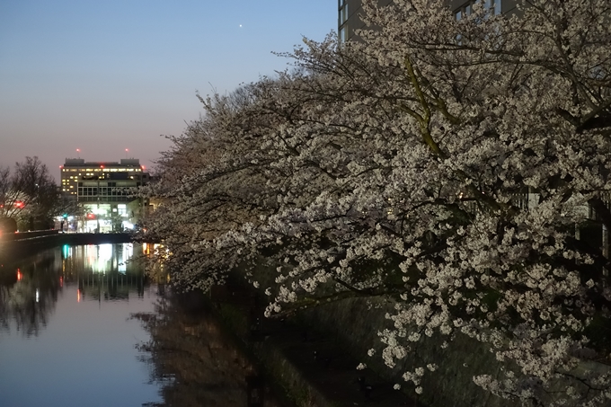 京都桜速報2018_09　No58