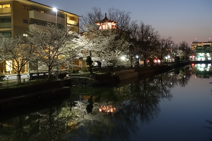 京都桜速報2018_09　No59