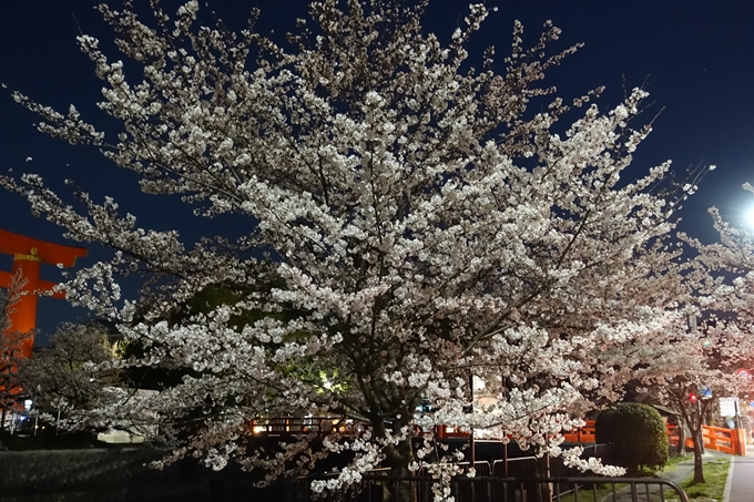 京都桜速報2018_09　No60