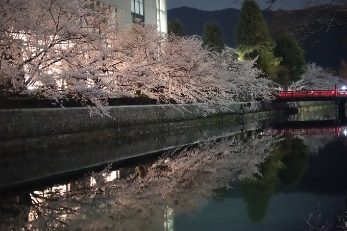 京都桜速報2018_09　No61