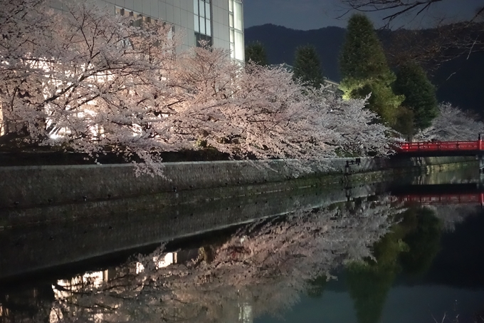 京都桜速報2018_09　No62