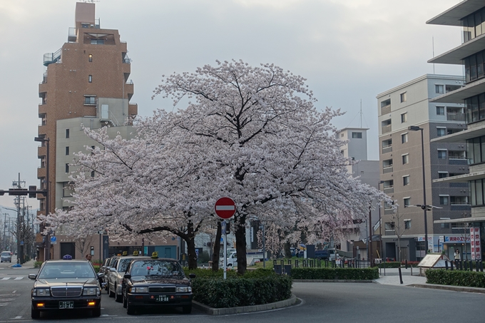 京都桜速報2018_10　No2