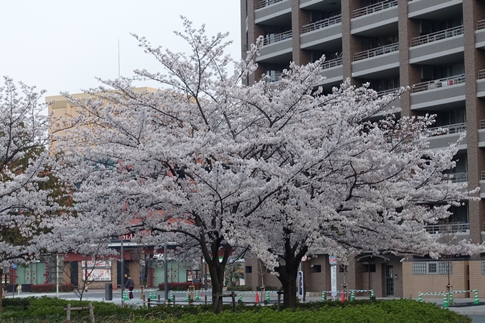 京都桜速報2018_10　No3