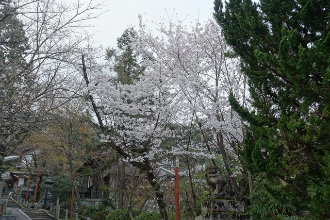 京都桜速報2018_10　No5