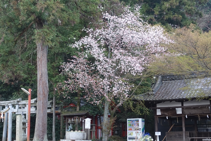 京都桜速報2018_10　No6