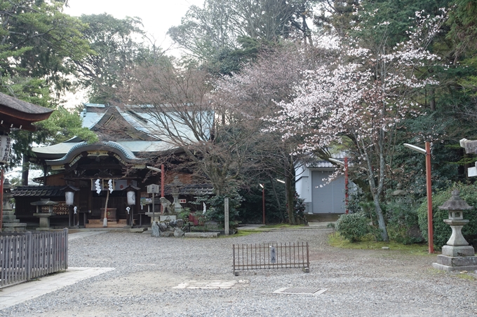 京都桜速報2018_10　No7