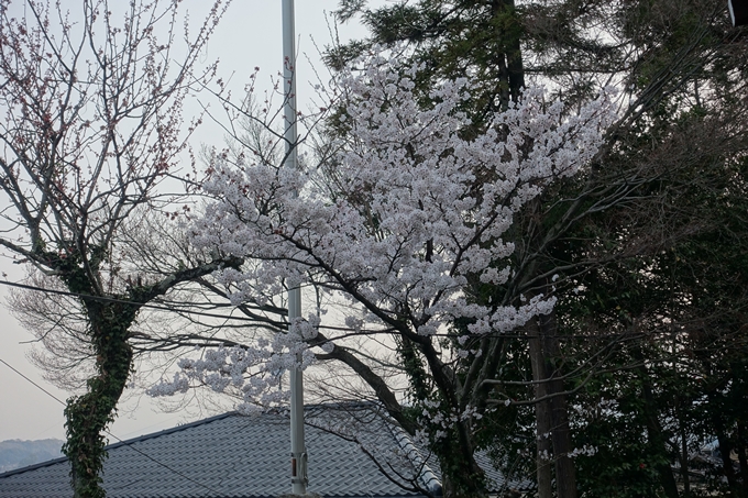 京都桜速報2018_10　No8