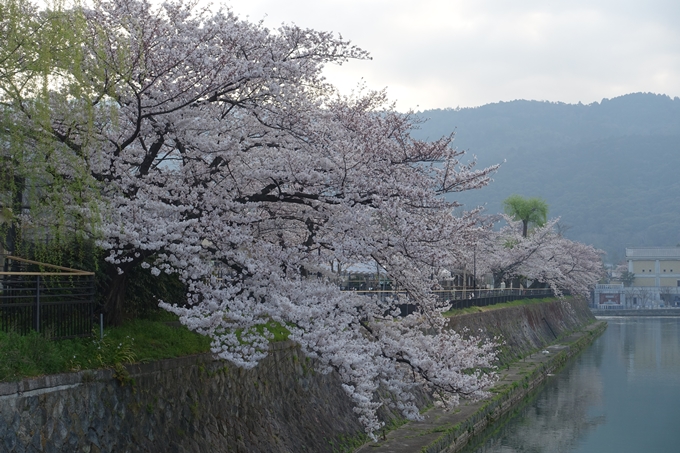 京都桜速報2018_10　No11