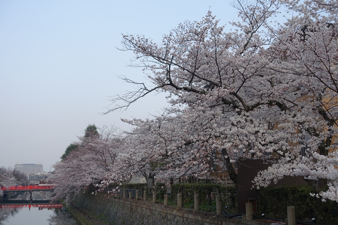 京都桜速報2018_10　No12