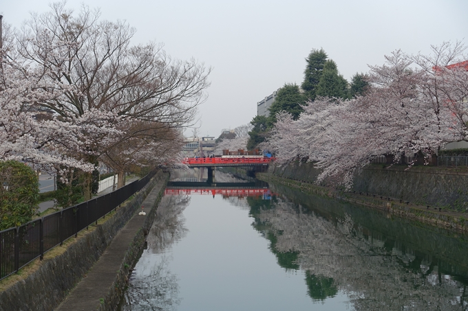 京都桜速報2018_10　No13