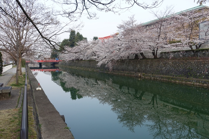 京都桜速報2018_10　No14