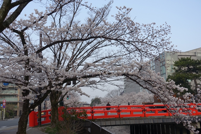 京都桜速報2018_10　No15