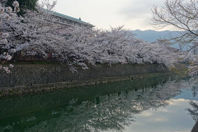 京都桜速報2018_10　No16