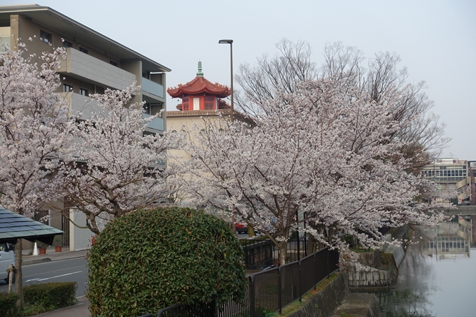 京都桜速報2018_10　No17