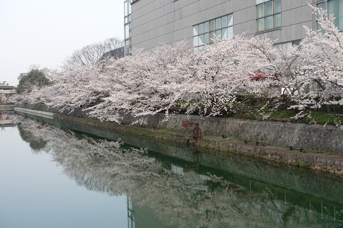 京都桜速報2018_10　No18