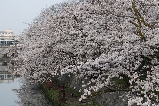 京都桜速報2018_10　No19