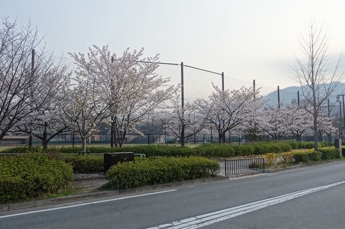 京都桜速報2018_10　No21