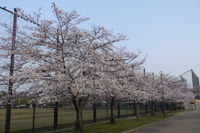 京都桜速報2018_10　No22