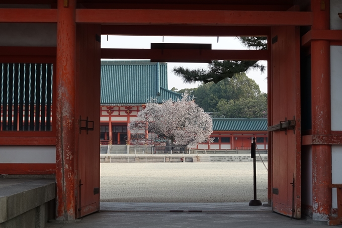 京都桜速報2018_10　No24